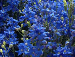 Delphinium ‘Diamonds Blue’.